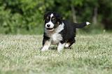 BERGER AUSTRALIEN PUPPIES 350